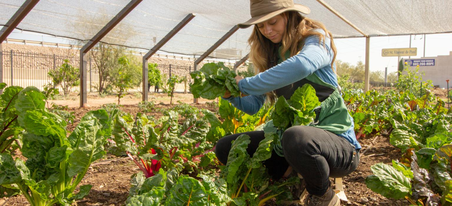 woman picking plants in a garden