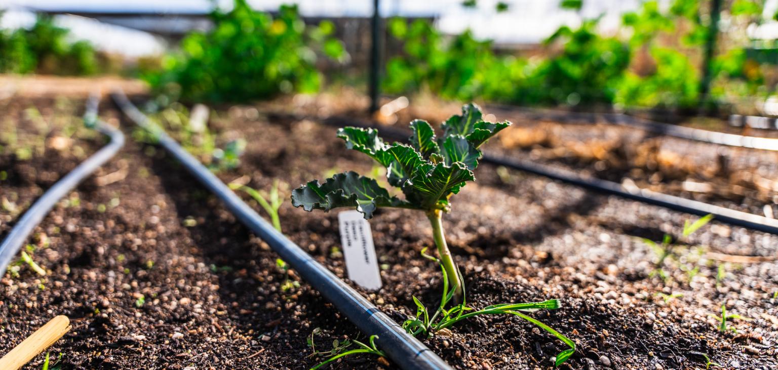 A cauliflower sprout in the SVdP Urban farm.