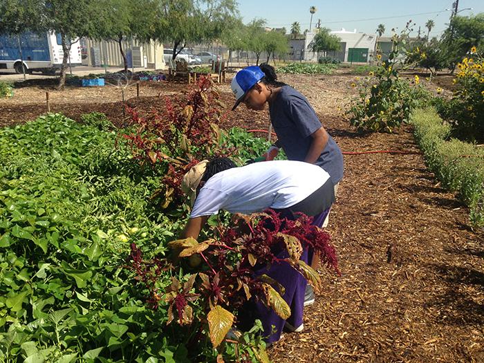 Homeschool children learn how to farm at SVdP's Urban Farm.