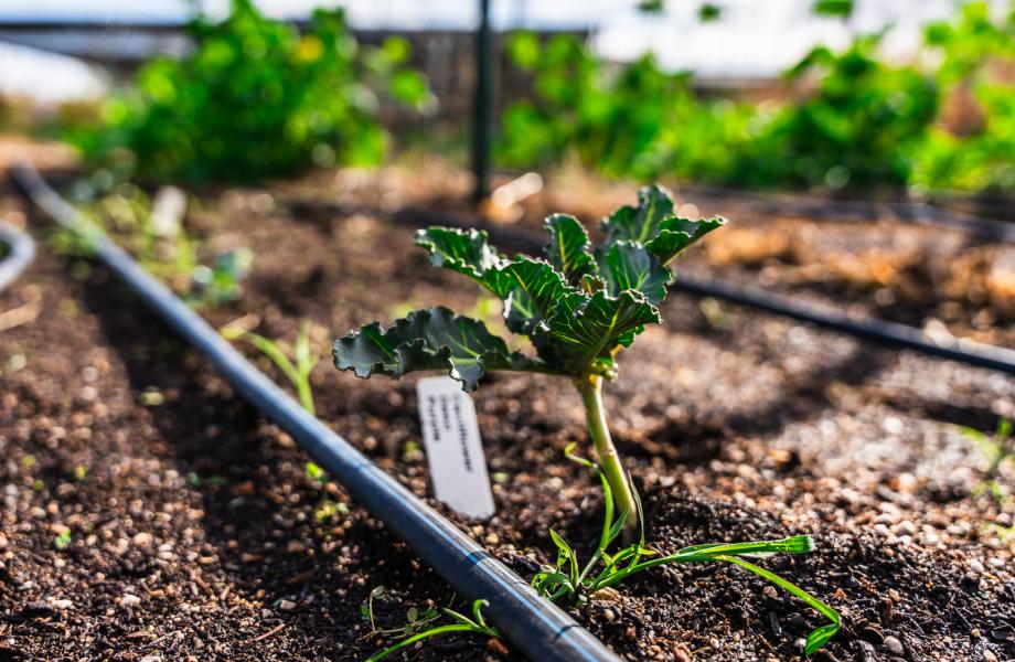 A cauliflower sprout in the SVdP Urban farm.