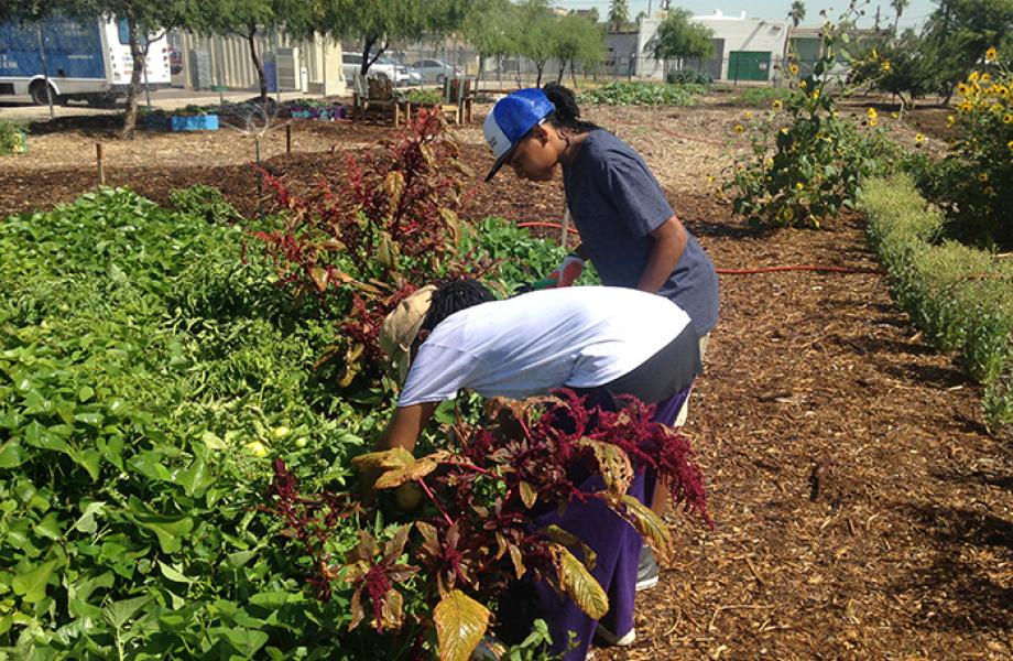 Homeschool children learn how to farm at SVdP's Urban Farm.